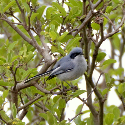 Masked Gnatcatcher